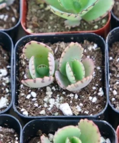 Mother of Thousands Live Plant - Kalanchoe Daigremontiana in 2 Inch Pot, Indoor Succulent - Image 3