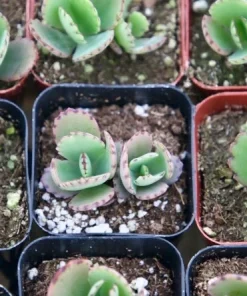 Mother of Thousands Live Plant - Kalanchoe Daigremontiana in 2 Inch Pot, Indoor Succulent - Image 4