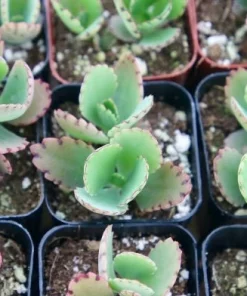 Mother of Thousands Live Plant - Kalanchoe Daigremontiana in 2 Inch Pot, Indoor Succulent - Image 5
