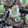 Mother of Thousands Live Plant - Kalanchoe Daigremontiana in 2 Inch Pot, Indoor Succulent - Image 1