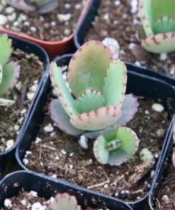 Mother of Thousands Live Plant - Kalanchoe Daigremontiana in 2 Inch Pot, Indoor Succulent - Image 1