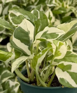 N'Joy Pothos Live Plant - Variegated Houseplant in 4 Inch Pot - Image 2