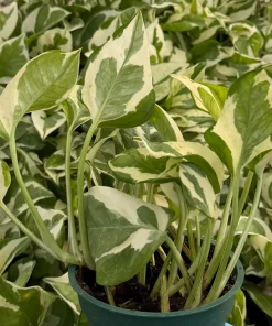 N'Joy Pothos Live Plant - Variegated Houseplant in 4 Inch Pot - Image 3