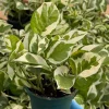 N'Joy Pothos Live Plant - Variegated Houseplant in 4 Inch Pot - Image 1
