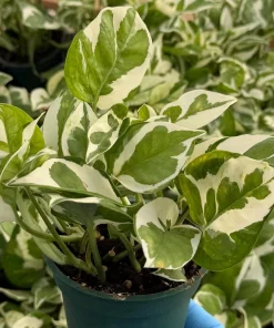 N'Joy Pothos Live Plant - Variegated Houseplant in 4 Inch Pot - Image 1