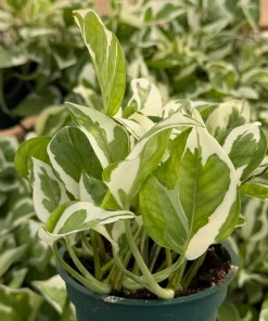 N'Joy Pothos Live Plant - Variegated Houseplant in 4 Inch Pot - Image 4