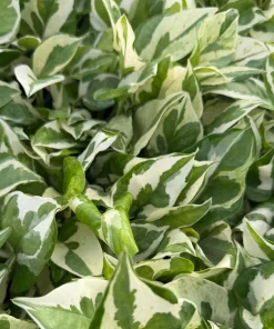 N'Joy Pothos Live Plant - Variegated Houseplant in 4 Inch Pot - Image 5