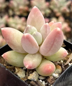 Pachyphytum Compactum Rose Succulent Live Plant - Little Jewel Pink 2 Inch Pot - Image 2
