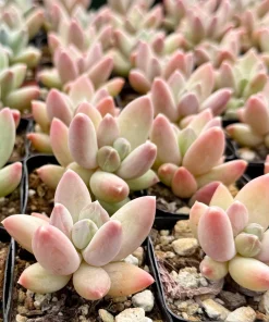 Pachyphytum Compactum Rose Succulent Live Plant - Little Jewel Pink 2 Inch Pot - Image 3