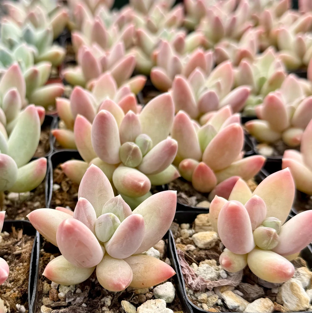 Pachyphytum Compactum Rose Succulent Live Plant - Little Jewel Pink 2 Inch Pot - Image 3
