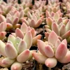 Pachyphytum Compactum Rose Succulent Live Plant - Little Jewel Pink 2 Inch Pot - Image 1