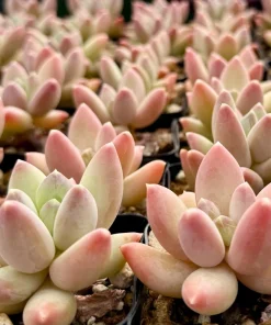 Pachyphytum Compactum Rose Succulent Live Plant - Little Jewel Pink 2 Inch Pot - Image 1