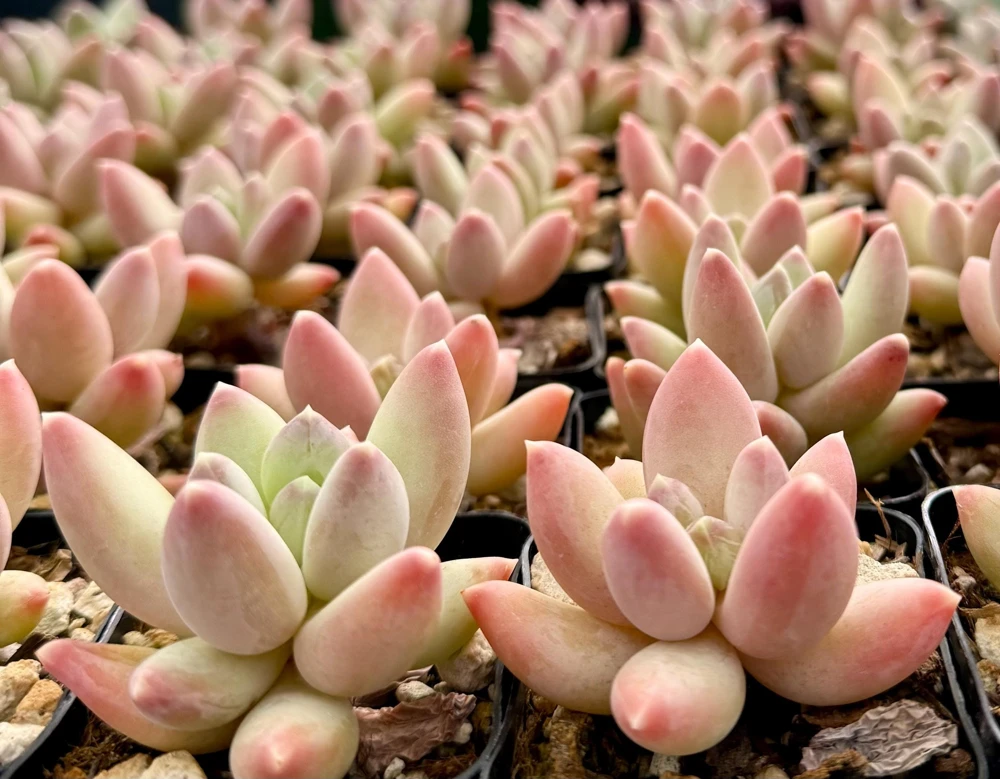 Pachyphytum Compactum Rose Succulent Live Plant - Little Jewel Pink 2 Inch Pot - Image 1