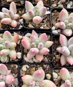 Pachyphytum Compactum Rose Succulent Live Plant - Little Jewel Pink 2 Inch Pot - Image 4