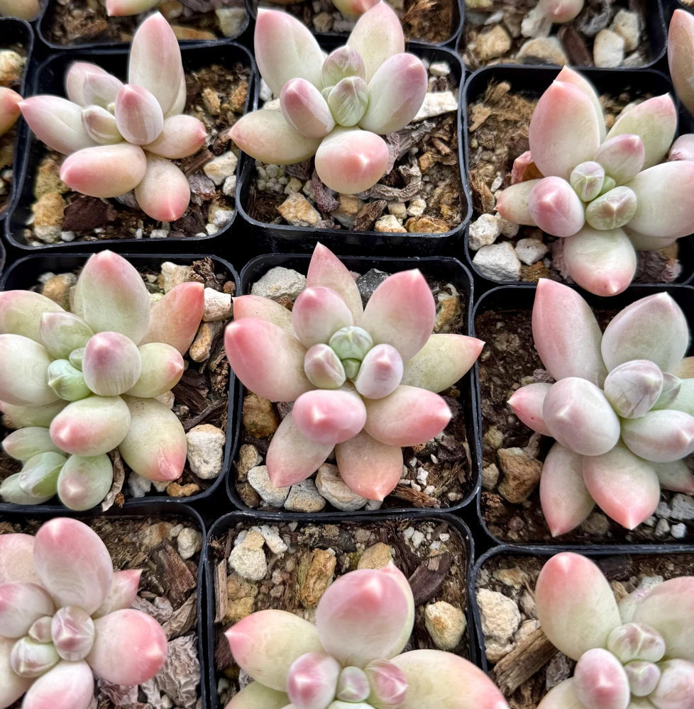 Pachyphytum Compactum Rose Succulent Live Plant - Little Jewel Pink 2 Inch Pot - Image 4