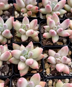 Pachyphytum Compactum Rose Succulent Live Plant - Little Jewel Pink 2 Inch Pot - Image 5