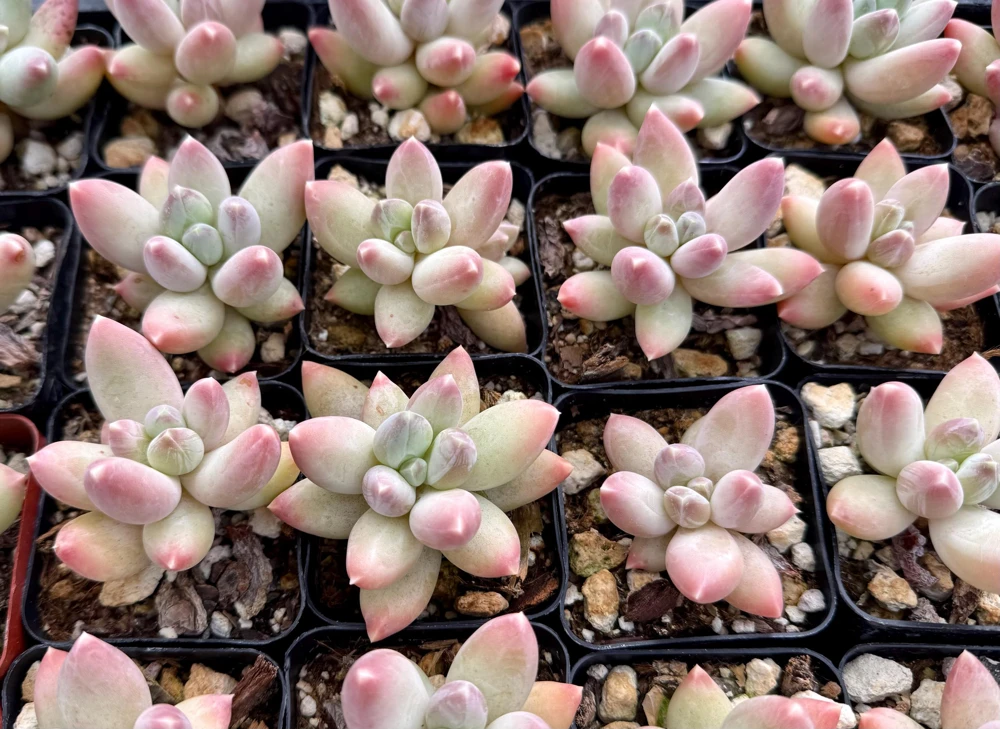Pachyphytum Compactum Rose Succulent Live Plant - Little Jewel Pink 2 Inch Pot - Image 5
