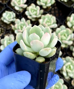 Pachyveria Draco 2 Inch Succulent Live Plant - Potted Houseplant - Image 2