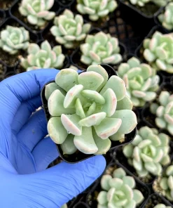 Pachyveria Draco 2 Inch Succulent Live Plant - Potted Houseplant - Image 3