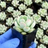 Pachyveria Draco 2 Inch Succulent Live Plant - Potted Houseplant - Image 1