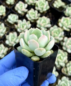 Pachyveria Draco 2 Inch Succulent Live Plant - Potted Houseplant - Image 1