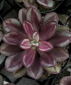 Painted Echeveria Nodulosa Live Plant – Unique Purple Succulent in 4 Inch Pot for Indoors - Image 2