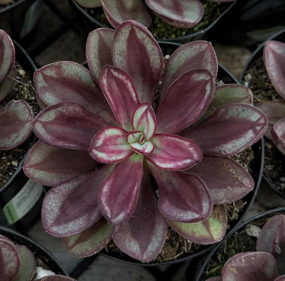Painted Echeveria Nodulosa Live Plant – Unique Purple Succulent in 4 Inch Pot for Indoors - Image 2