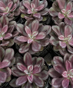 Painted Echeveria Nodulosa Live Plant – Unique Purple Succulent in 4 Inch Pot for Indoors - Image 3