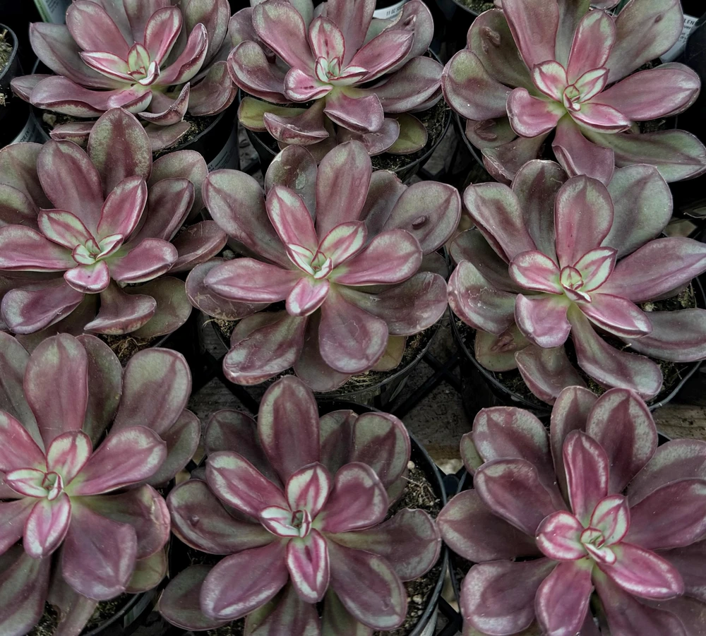 Painted Echeveria Nodulosa Live Plant – Unique Purple Succulent in 4 Inch Pot for Indoors - Image 3