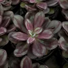 Painted Echeveria Nodulosa Live Plant – Unique Purple Succulent in 4 Inch Pot for Indoors - Image 1