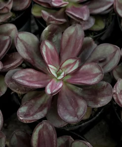 Painted Echeveria Nodulosa Live Plant – Unique Purple Succulent in 4 Inch Pot for Indoors - Image 1