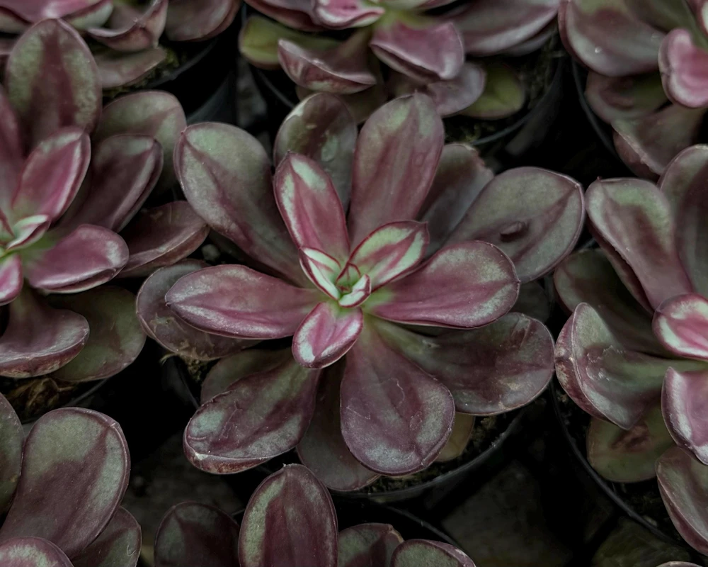 Painted Echeveria Nodulosa Live Plant – Unique Purple Succulent in 4 Inch Pot for Indoors - Image 1