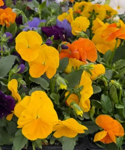 Pansy Delta Pure Color Mix Live Plant - 4 Inch Pot - Vibrant Outdoor Flowers - Image 2