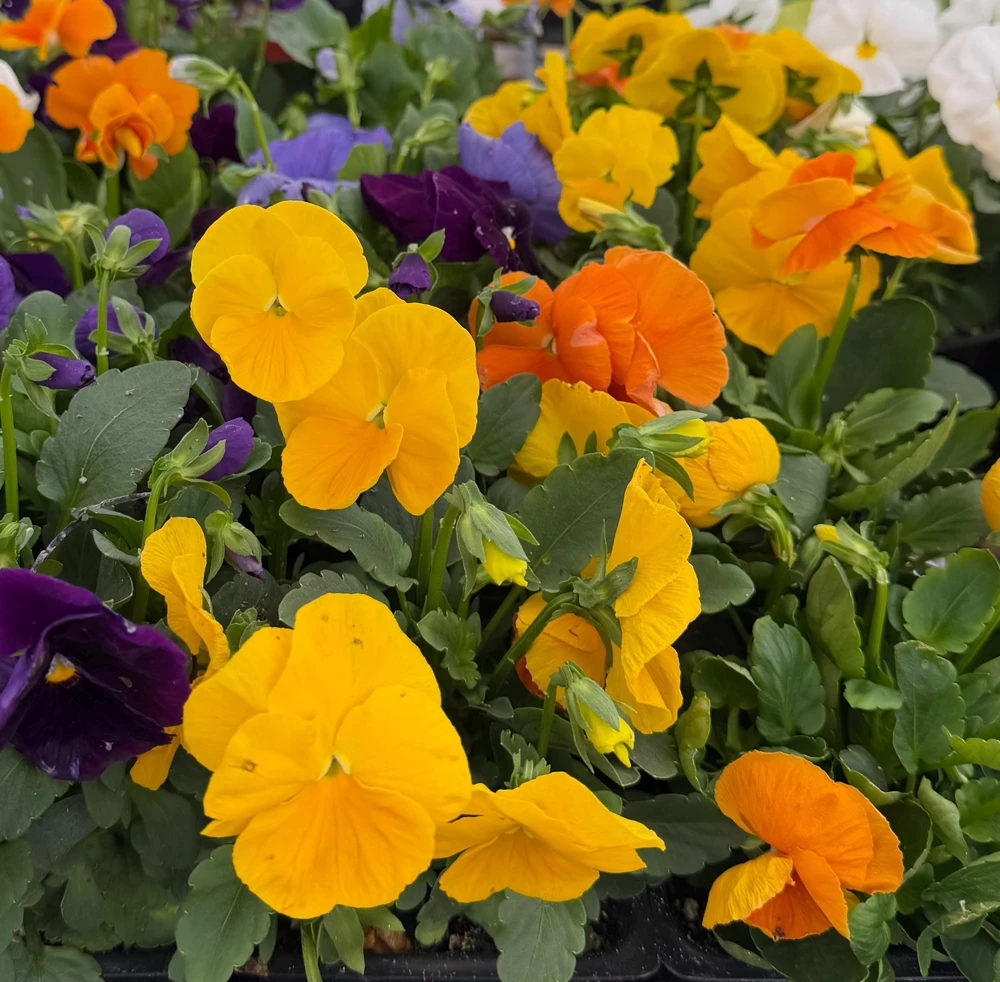 Pansy Delta Pure Color Mix Live Plant - 4 Inch Pot - Vibrant Outdoor Flowers - Image 2