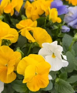 Pansy Delta Pure Color Mix Live Plant - 4 Inch Pot - Vibrant Outdoor Flowers - Image 3