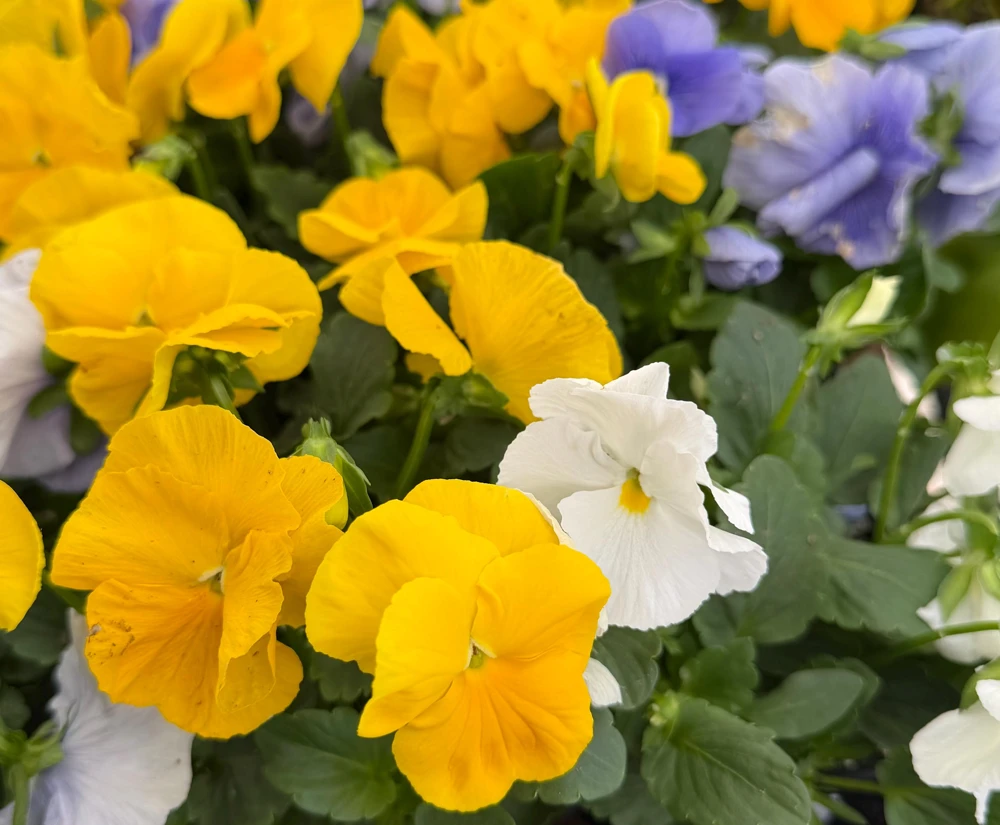 Pansy Delta Pure Color Mix Live Plant - 4 Inch Pot - Vibrant Outdoor Flowers - Image 3