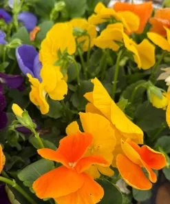 Pansy Delta Pure Color Mix Live Plant - 4 Inch Pot - Vibrant Outdoor Flowers - Image 4