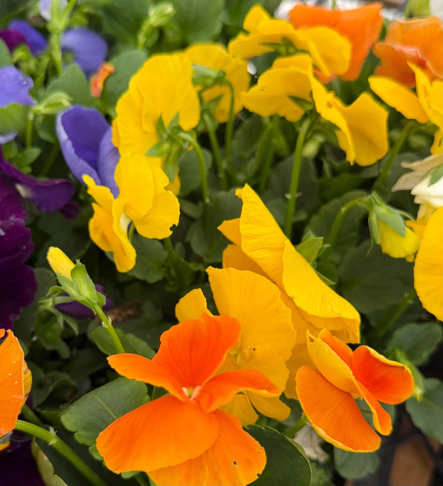 Pansy Delta Pure Color Mix Live Plant - 4 Inch Pot - Vibrant Outdoor Flowers - Image 4