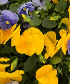 Pansy Delta Pure Color Mix Live Plant - 4 Inch Pot - Vibrant Outdoor Flowers - Image 1
