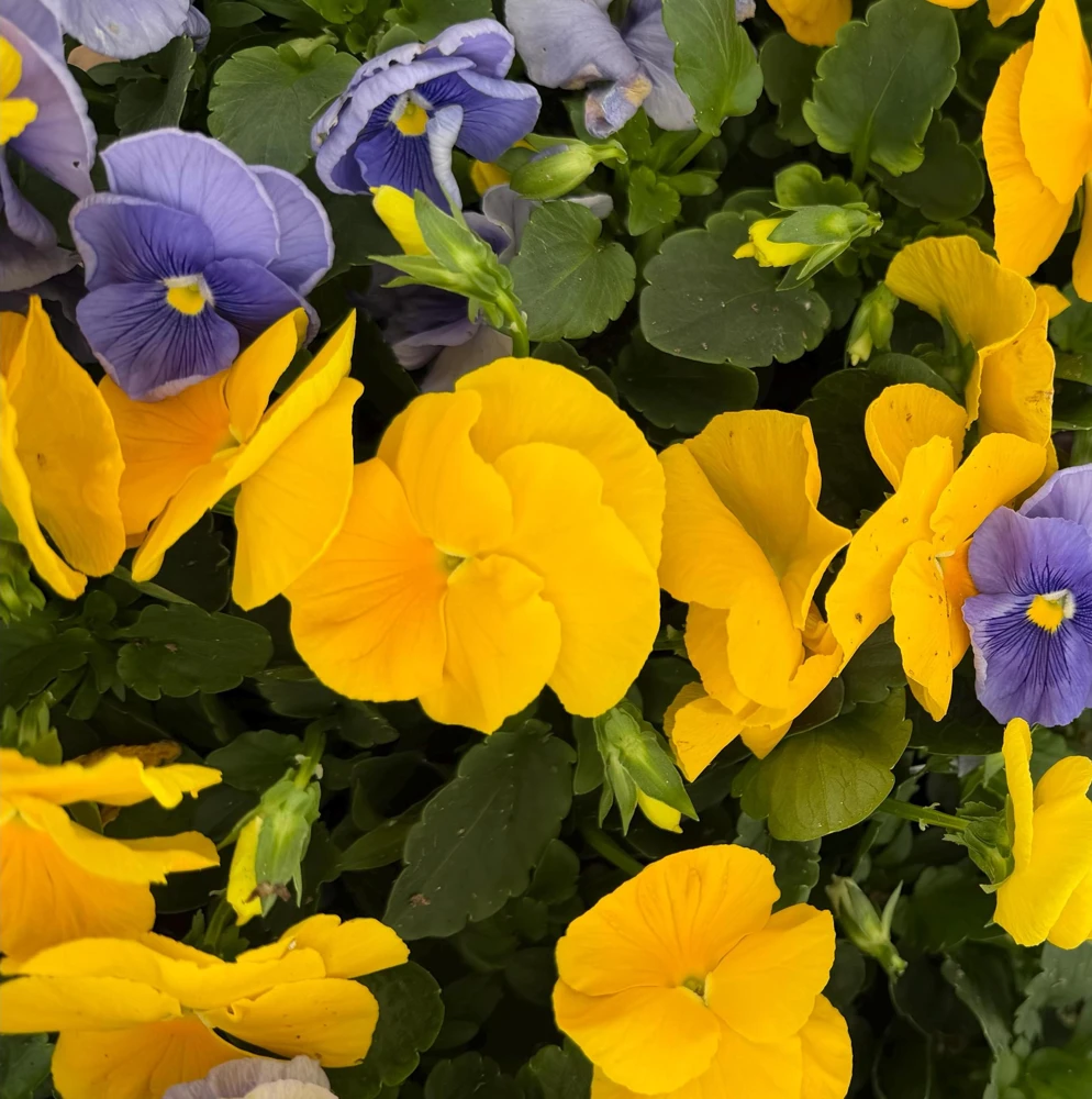 Pansy Delta Pure Color Mix Live Plant - 4 Inch Pot - Vibrant Outdoor Flowers - Image 1