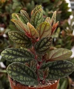 Pellionia Pulchra Rainbow Vine Live Houseplant – 2.5 Inch Pot, Tropical Indoor - Image 2