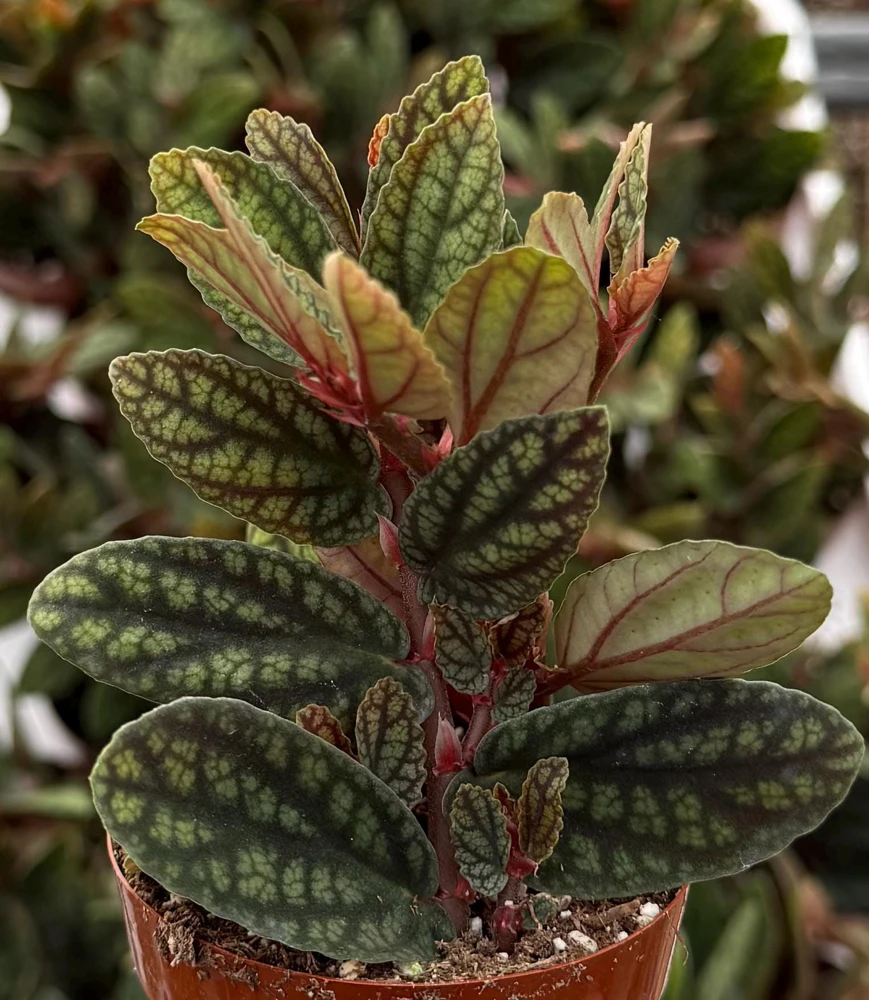 Pellionia Pulchra Rainbow Vine Live Houseplant – 2.5 Inch Pot, Tropical Indoor - Image 2