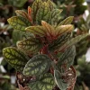 Pellionia Pulchra Rainbow Vine Live Houseplant – 2.5 Inch Pot, Tropical Indoor - Image 1