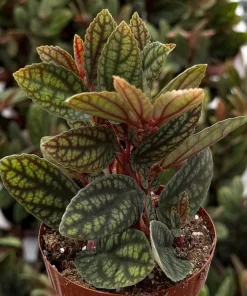Pellionia Pulchra Rainbow Vine Live Houseplant – 2.5 Inch Pot, Tropical Indoor - Image 1