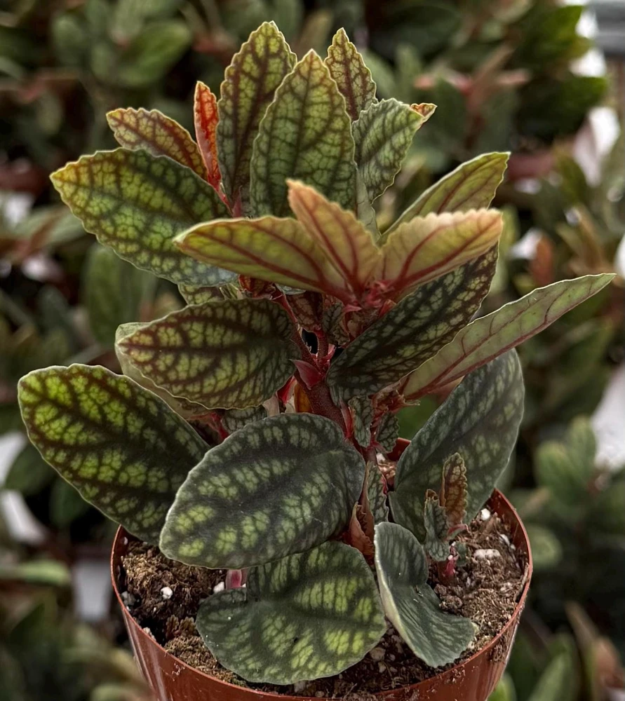 Pellionia Pulchra Rainbow Vine Live Houseplant – 2.5 Inch Pot, Tropical Indoor - Image 1