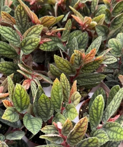 Pellionia Pulchra Rainbow Vine Live Houseplant – 2.5 Inch Pot, Tropical Indoor - Image 3