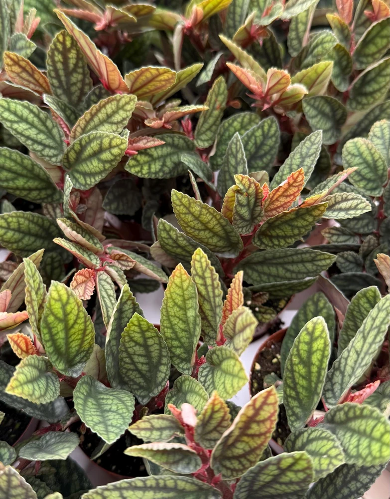Pellionia Pulchra Rainbow Vine Live Houseplant – 2.5 Inch Pot, Tropical Indoor - Image 3