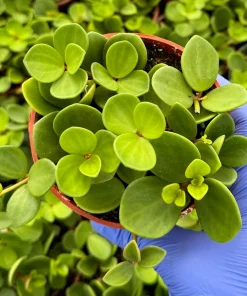 Peperomia Hope Live Plant - Trailing Succulent Houseplant in 4 Inch or 6 Inch Pot - Image 2