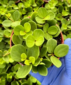 Peperomia Hope Live Plant - Trailing Succulent Houseplant in 4 Inch or 6 Inch Pot - Image 3