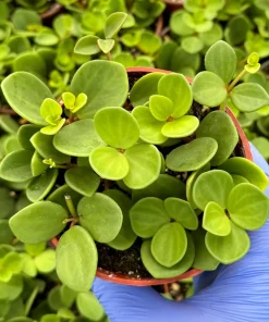 Peperomia Hope Live Plant - Trailing Succulent Houseplant in 4 Inch or 6 Inch Pot - Image 4